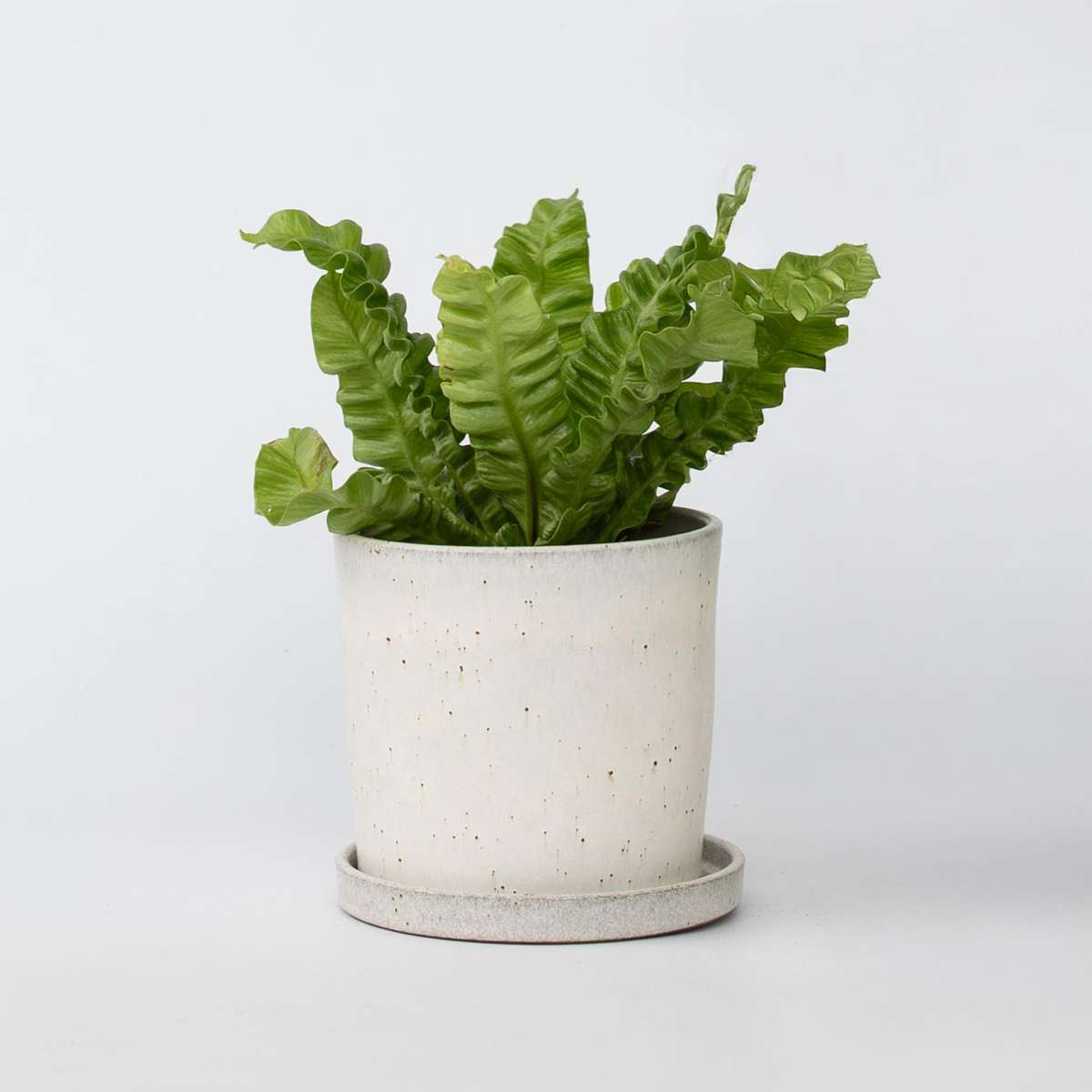 Ferns Vogelnestfarn - Asplenium Nidus 'Crispy Wave' - Höhe 25-40Cm - ⌀12Cm 