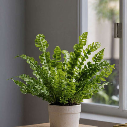 Ferns Vogelnestfarn - Asplenium Nidus 'Crispy Wave' - Höhe 25-40Cm - ⌀12Cm 