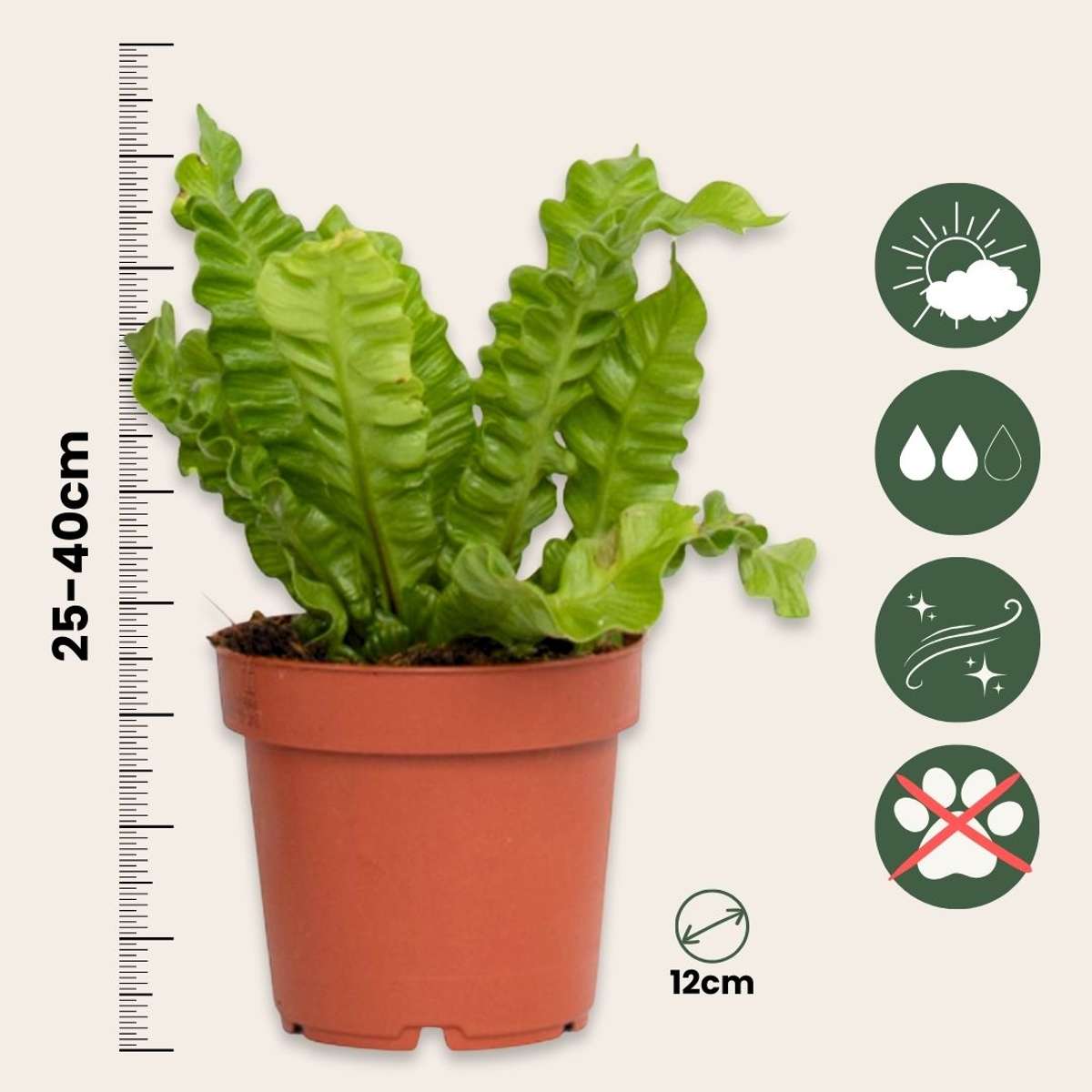 Ferns Vogelnestfarn - Asplenium Nidus 'Crispy Wave' - Höhe 25-40Cm - ⌀12Cm 