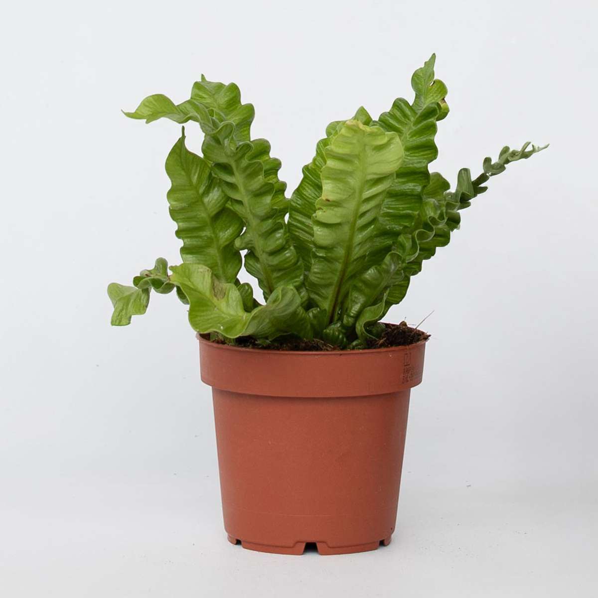 Ferns Vogelnestfarn - Asplenium Nidus 'Crispy Wave' - Höhe 25-40Cm - ⌀12Cm 