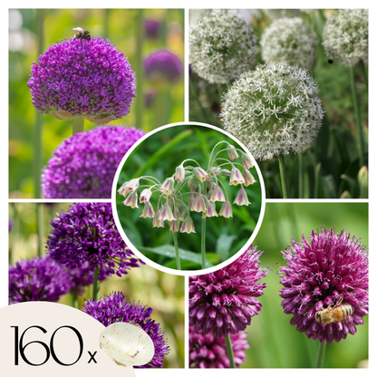 Alliumzwiebelnmisschung - 160 Stk - Allium - Blumenzwiebeln - Mehrfarbig 