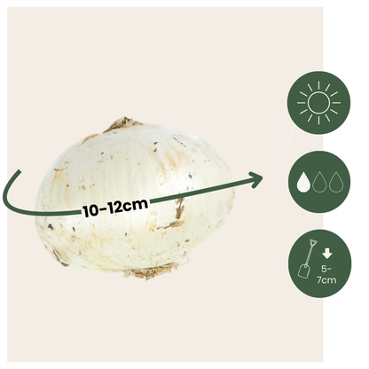 Alliumzwiebelnmisschung - 160 Stk - Allium - Blumenzwiebeln - Mehrfarbig 