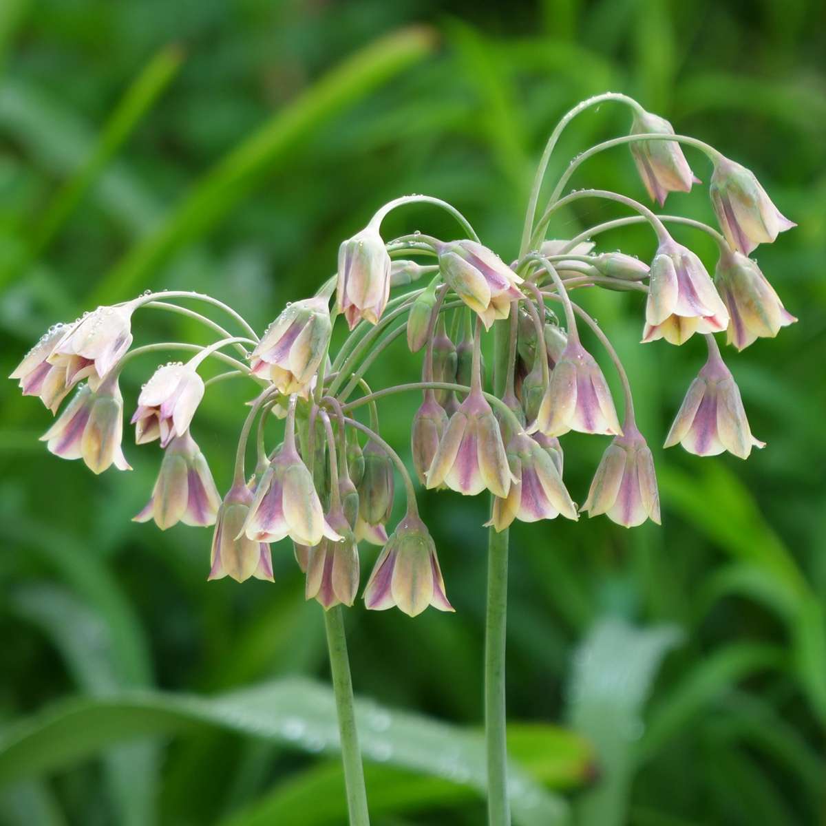 Alliumzwiebelnmisschung - 160 Stk - Allium - Blumenzwiebeln - Mehrfarbig 