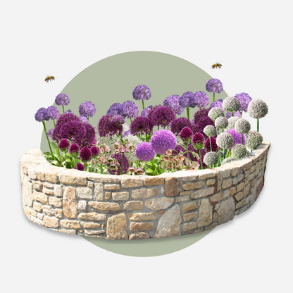 Alliumzwiebelnmisschung - 160 Stk - Allium - Blumenzwiebeln - Mehrfarbig 