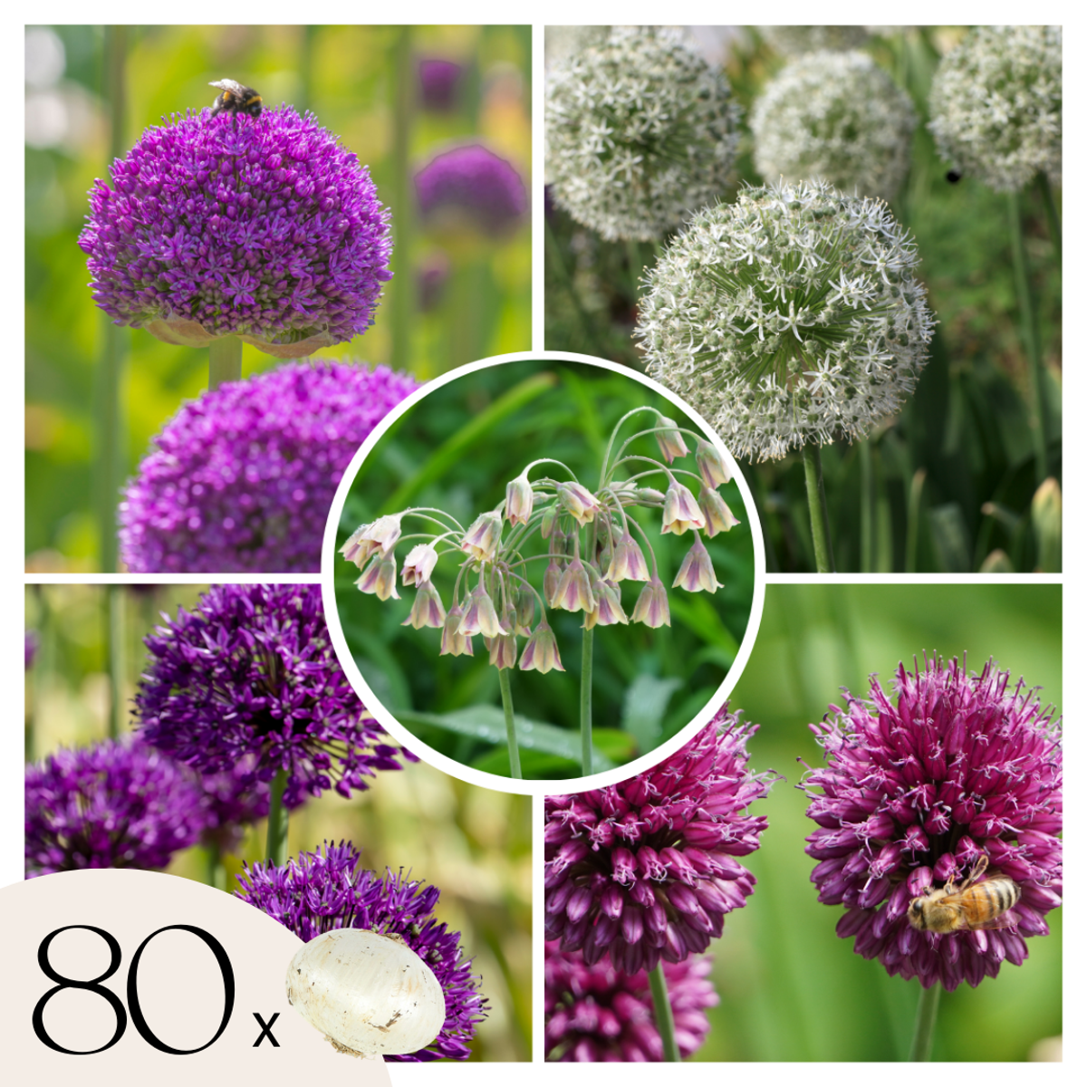 Allium Zierlauch - 80 Stk - Allium - Blumenzwiebeln - Mehrfarbig 