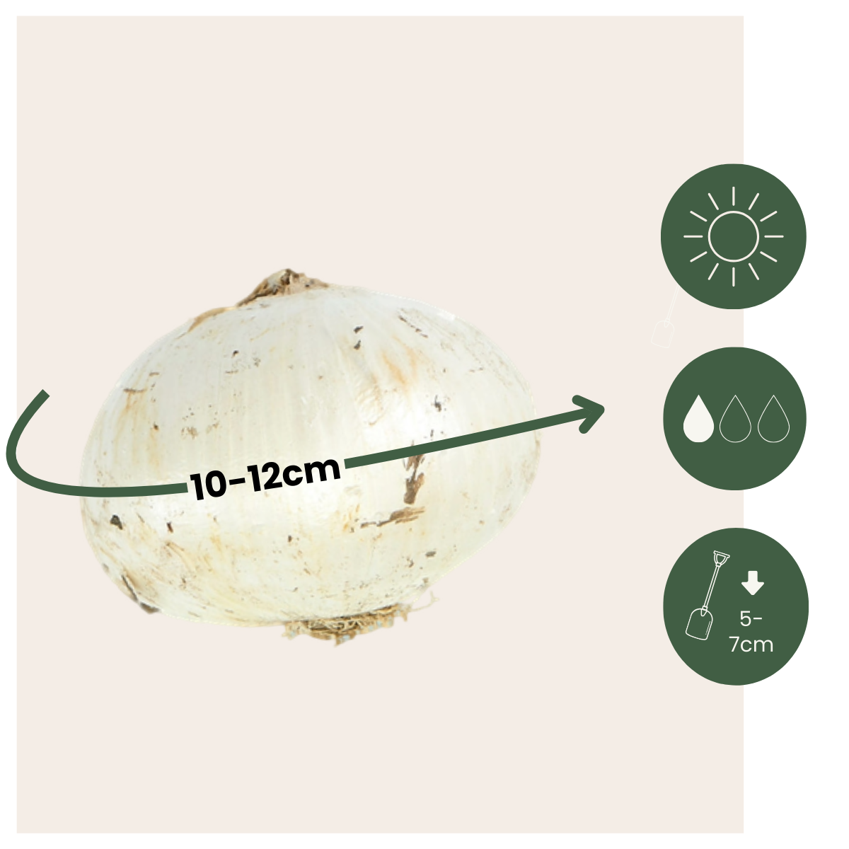 Allium Zierlauch - 80 Stk - Allium - Blumenzwiebeln - Mehrfarbig 