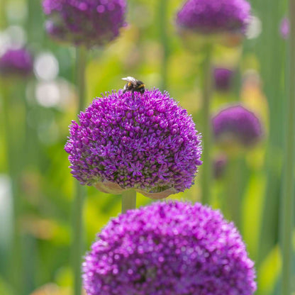 Allium Zierlauch - 80 Stk - Allium - Blumenzwiebeln - Mehrfarbig 