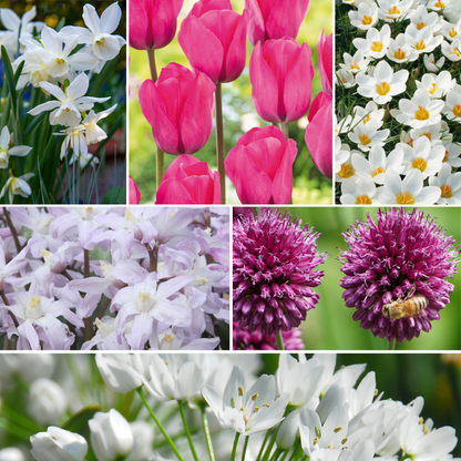 Bulb Mix Blumenzwiebelmischung - 125 Stk - Allium, Narcissus, Muscari, Tulipa - Lila 