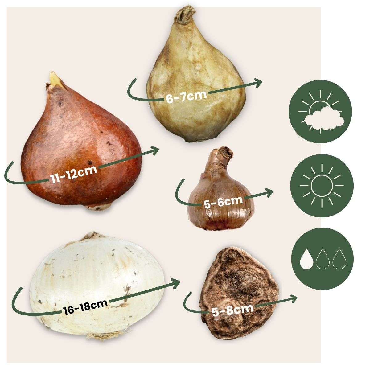 Bulb Mix Blumenzwiebelmischung - 125 Stk - Allium, Narcissus, Muscari, Tulipa - Lila 
