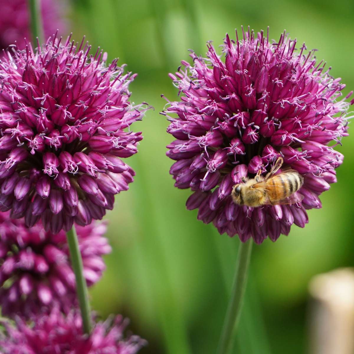 Bulb Mix Blumenzwiebelmischung - 125 Stk - Allium, Narcissus, Muscari, Tulipa - Lila 