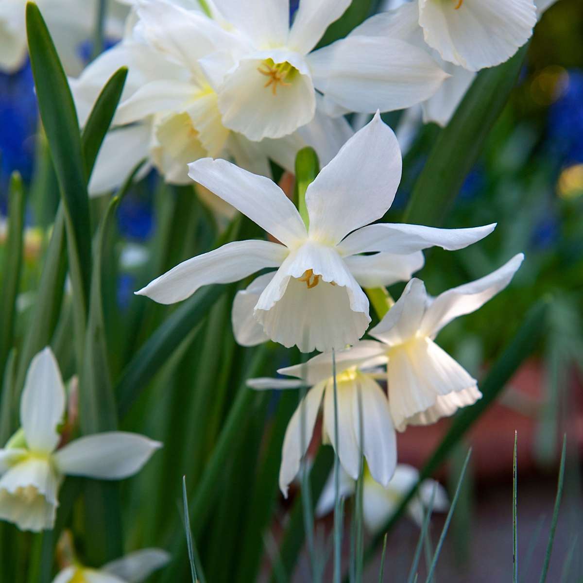 Bulb Mix Blumenzwiebelmischung - 125 Stk - Allium, Narcissus, Muscari, Tulipa - Lila 