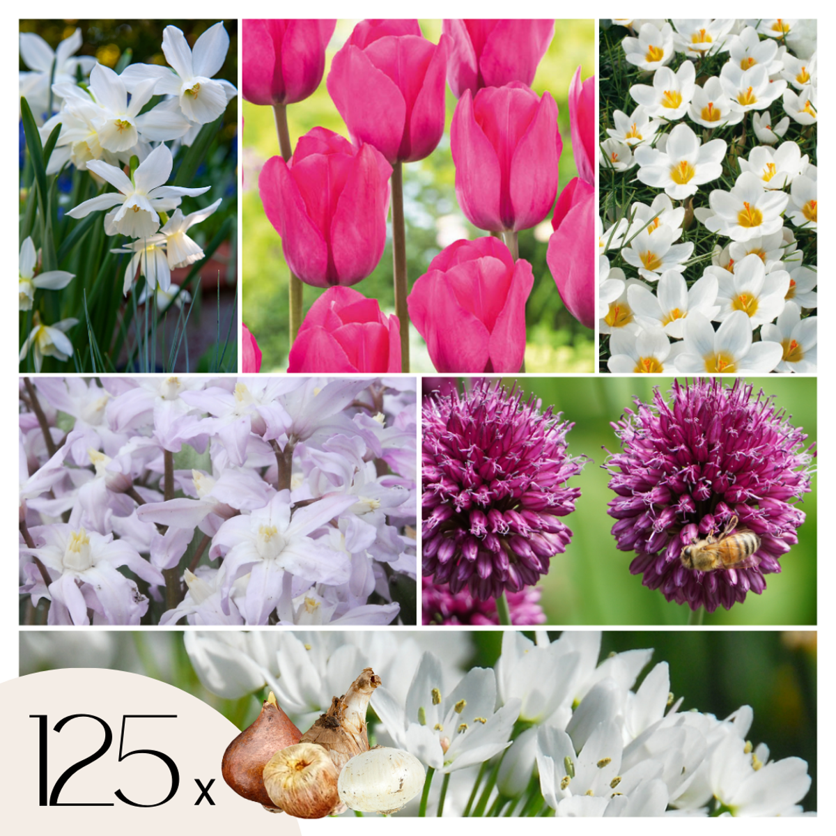 Bulb Mix Blumenzwiebelmischung - 125 Stk - Allium, Narcissus, Muscari, Tulipa - Lila 