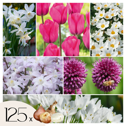 Bulb Mix Blumenzwiebelmischung - 125 Stk - Allium, Narcissus, Muscari, Tulipa - Lila 