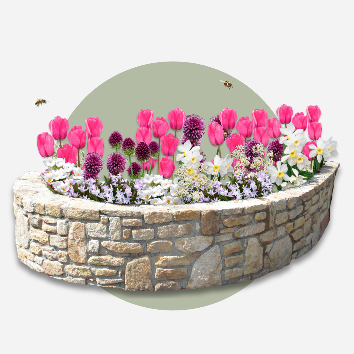 Bulb Mix Blumenzwiebelmischung - 125 Stk - Allium, Narcissus, Muscari, Tulipa - Lila 