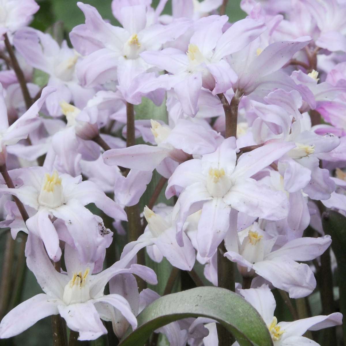 Bulb Mix Blumenzwiebelmischung - 125 Stk - Allium, Narcissus, Muscari, Tulipa - Lila 