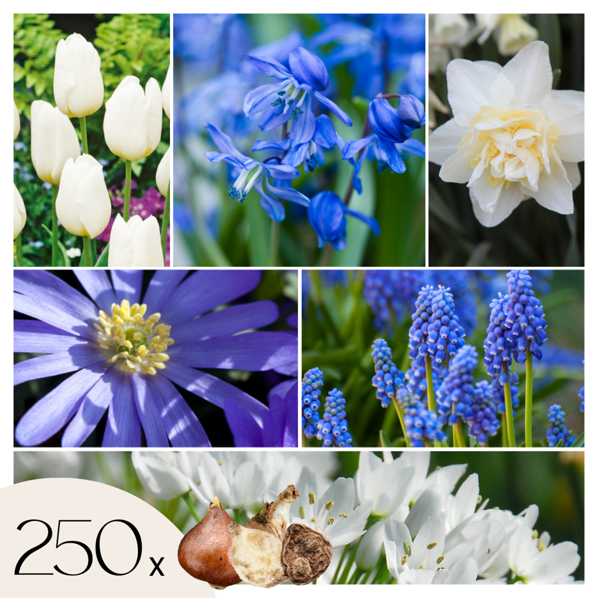 Bulb Mix Blumenzwiebelmischung - 250 Stk - Allium, Narcissus, Muscari, Tulipa - Blau 