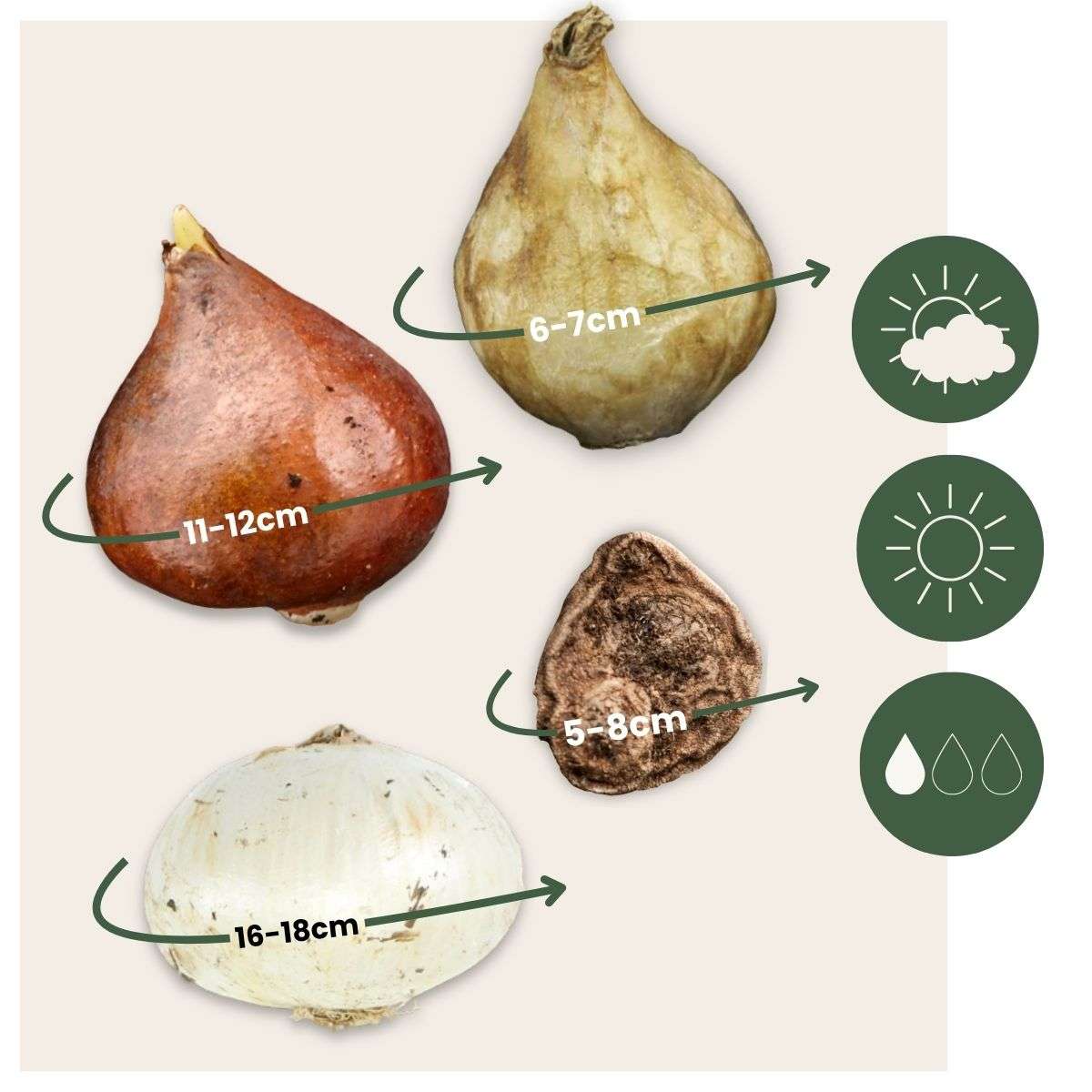 Bulb Mix Blumenzwiebelmischung - 250 Stk - Allium, Narcissus, Muscari, Tulipa - Blau 