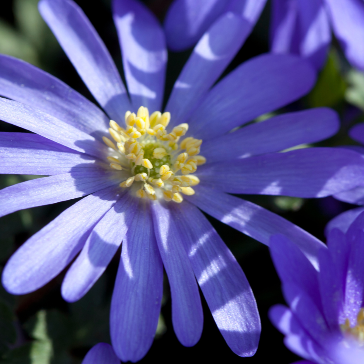 Bulb Mix Blumenzwiebelmischung - 250 Stk - Allium, Narcissus, Muscari, Tulipa - Blau 