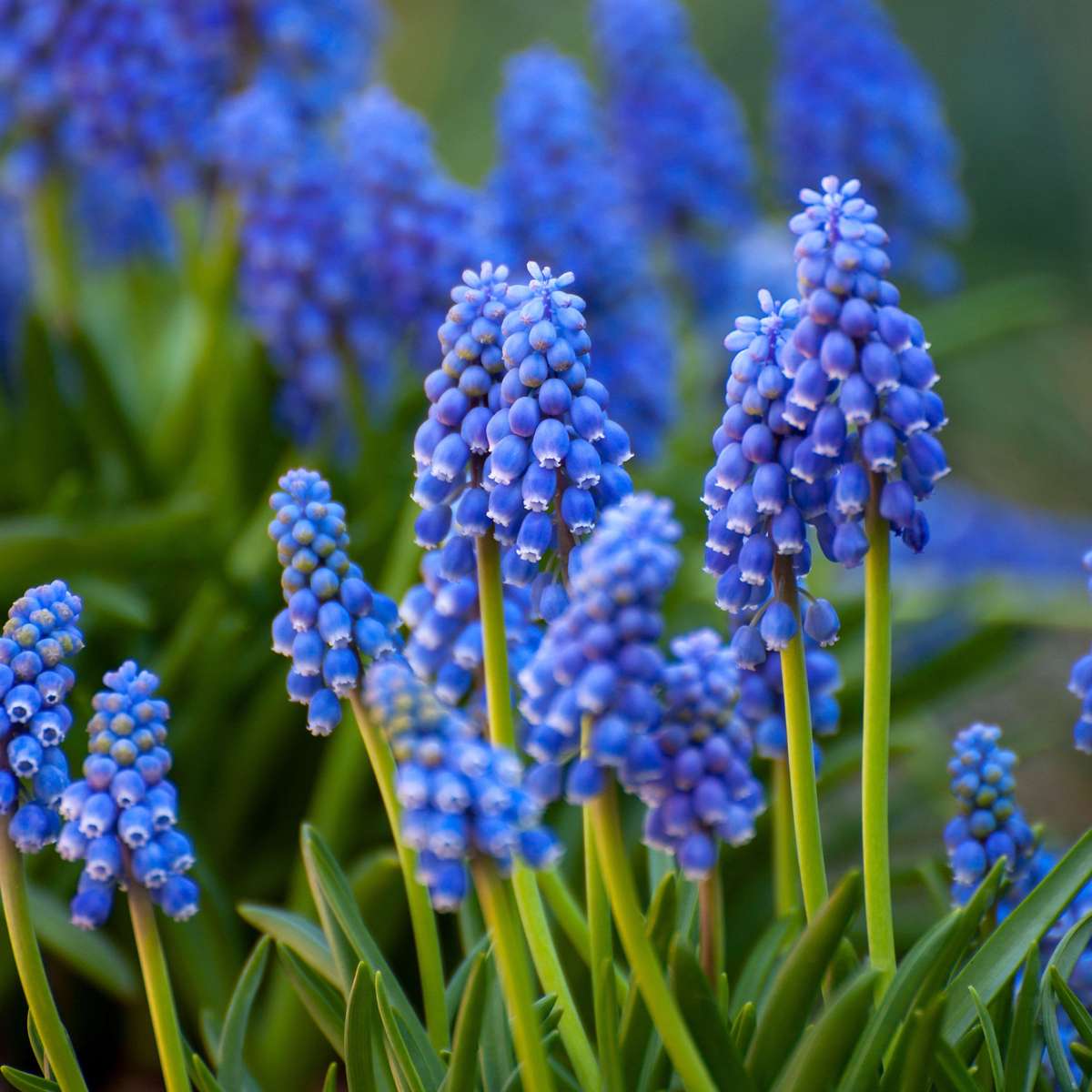 Bulb Mix Blumenzwiebelmischung - 125 Stk - Allium, Narcissus, Muscari, Tulipa - Blau 