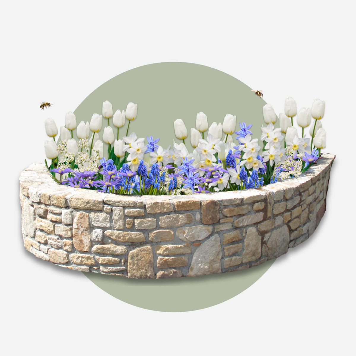 Bulb Mix Blumenzwiebelmischung - 125 Stk - Allium, Narcissus, Muscari, Tulipa - Blau 