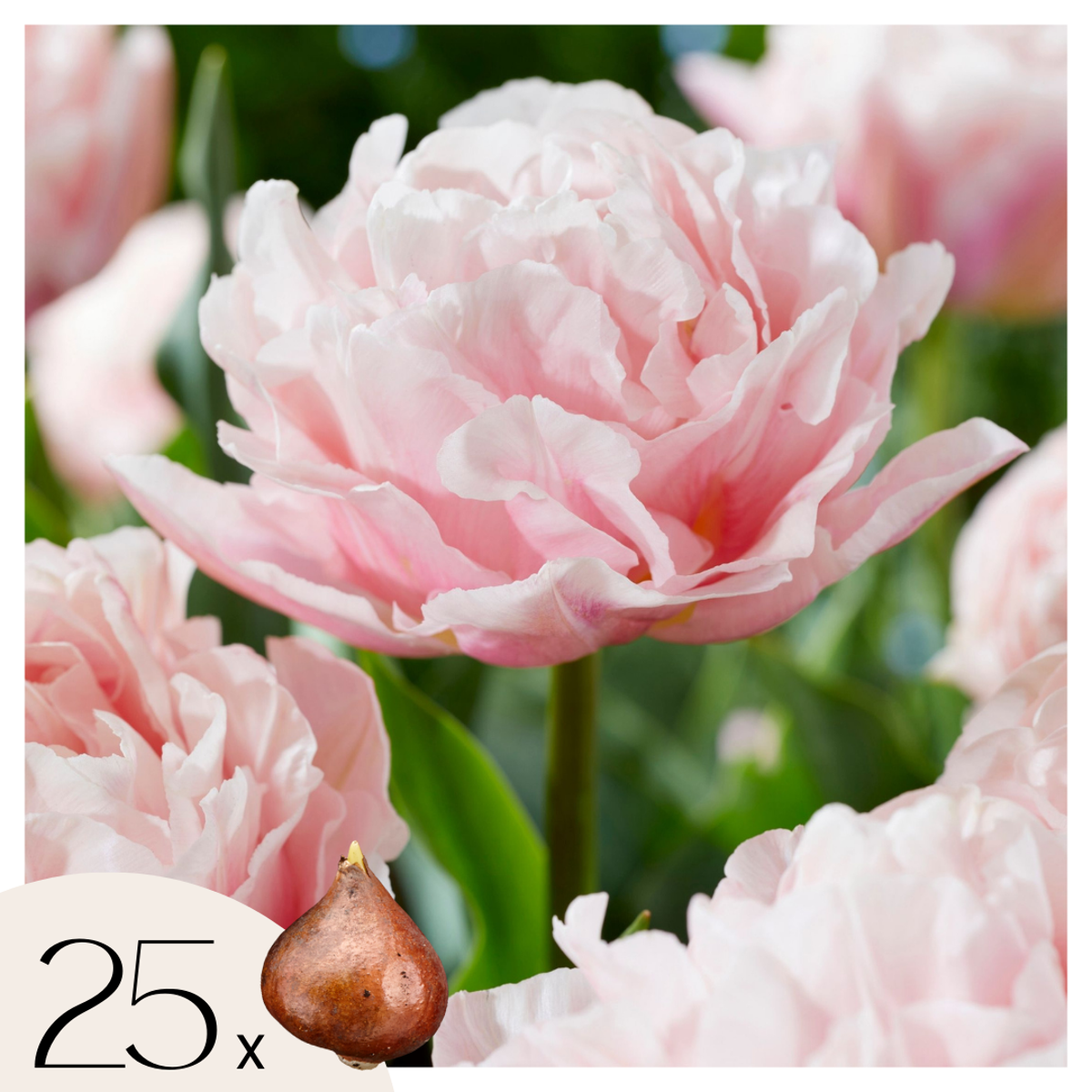 Tulip Tulpenzwiebeln - 25 Stk - Tulipa 'Dreamer' - Blumenzwiebeln - Rosa 