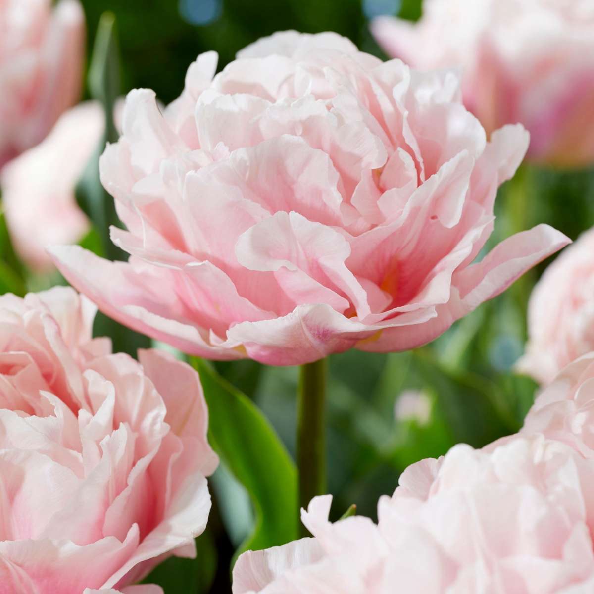 Tulip Tulpenzwiebeln - 25 Stk - Tulipa 'Dreamer' - Blumenzwiebeln - Rosa 