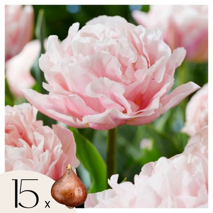 Tulip Tulpenzwiebeln - 15 Stk - Tulipa 'Dreamer' - Blumenzwiebeln - Rosa 