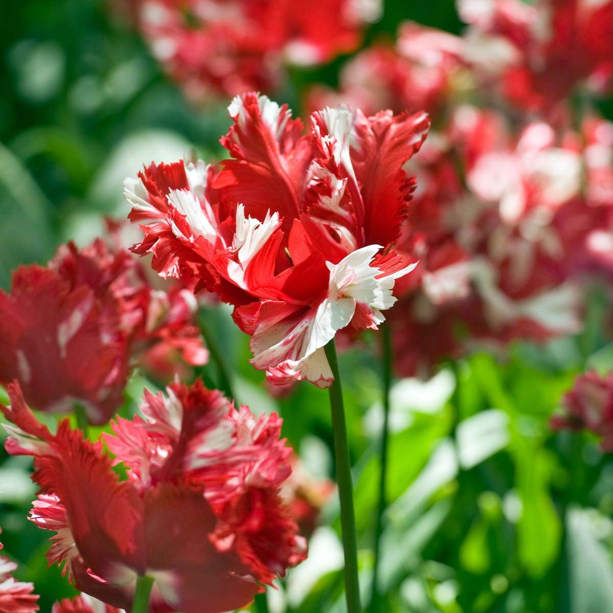 Tulip Tulpenzwiebeln - 21 Stk - Tulipa 'Estella Rijnveld' - Blumenzwiebeln - Rot 
