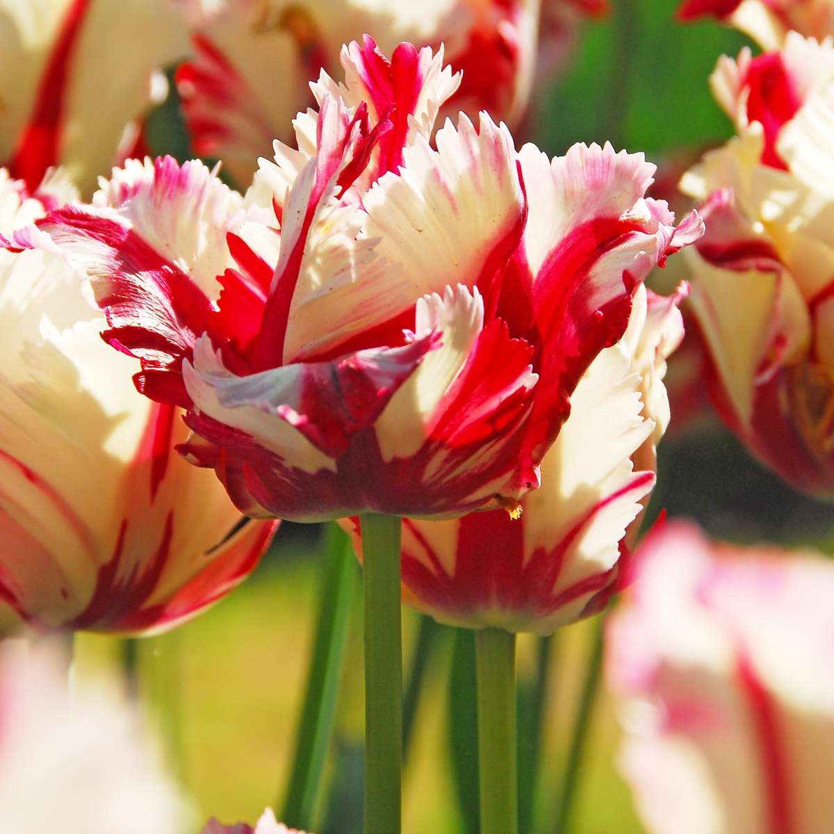 Tulip Tulpenzwiebeln - 21 Stk - Tulipa 'Estella Rijnveld' - Blumenzwiebeln - Rot 