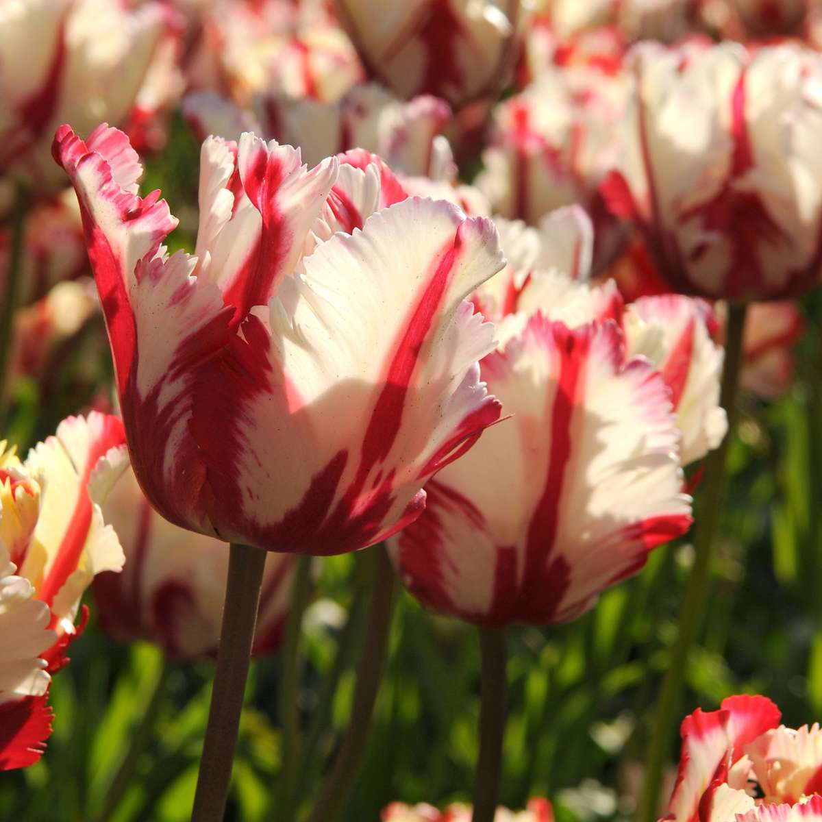 Tulip Tulpenzwiebeln - 21 Stk - Tulipa 'Estella Rijnveld' - Blumenzwiebeln - Rot 