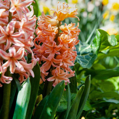 Hyacinth Hyazinthenzwiebeln - 25 Stk - Hyacinthus 'Gipsy Queen' - Blumenzwiebeln - Orange 