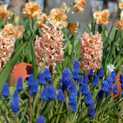 Hyacinth Hyazinthenzwiebeln - 25 Stk - Hyacinthus 'Gipsy Queen' - Blumenzwiebeln - Orange 