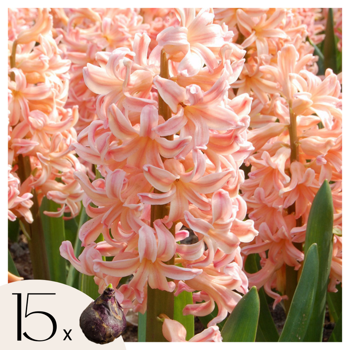 Hyacinth Hyazinthenzwiebeln - 15 Stk - Hyacinthus 'Gipsy Queen' - Blumenzwiebeln - Orange 