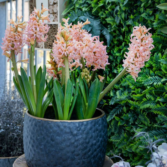 Hyacinth Hyazinthenzwiebeln - 15 Stk - Hyacinthus 'Gipsy Queen' - Blumenzwiebeln - Orange 