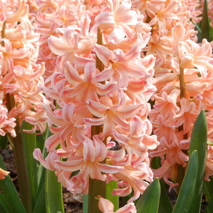 Hyacinth Hyazinthenzwiebeln - 15 Stk - Hyacinthus 'Gipsy Queen' - Blumenzwiebeln - Orange 