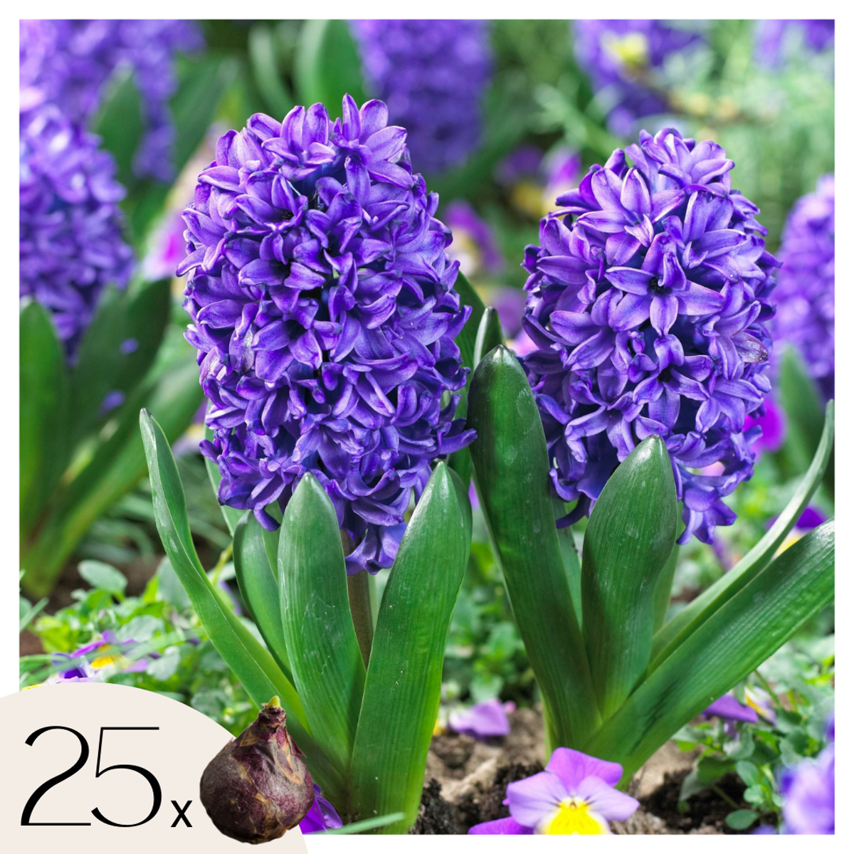 Hyacinth Hyazinthenzwiebeln - 25 Stk - Hyacinthus 'Blue Trophy' - Blumenzwiebeln - Blau 