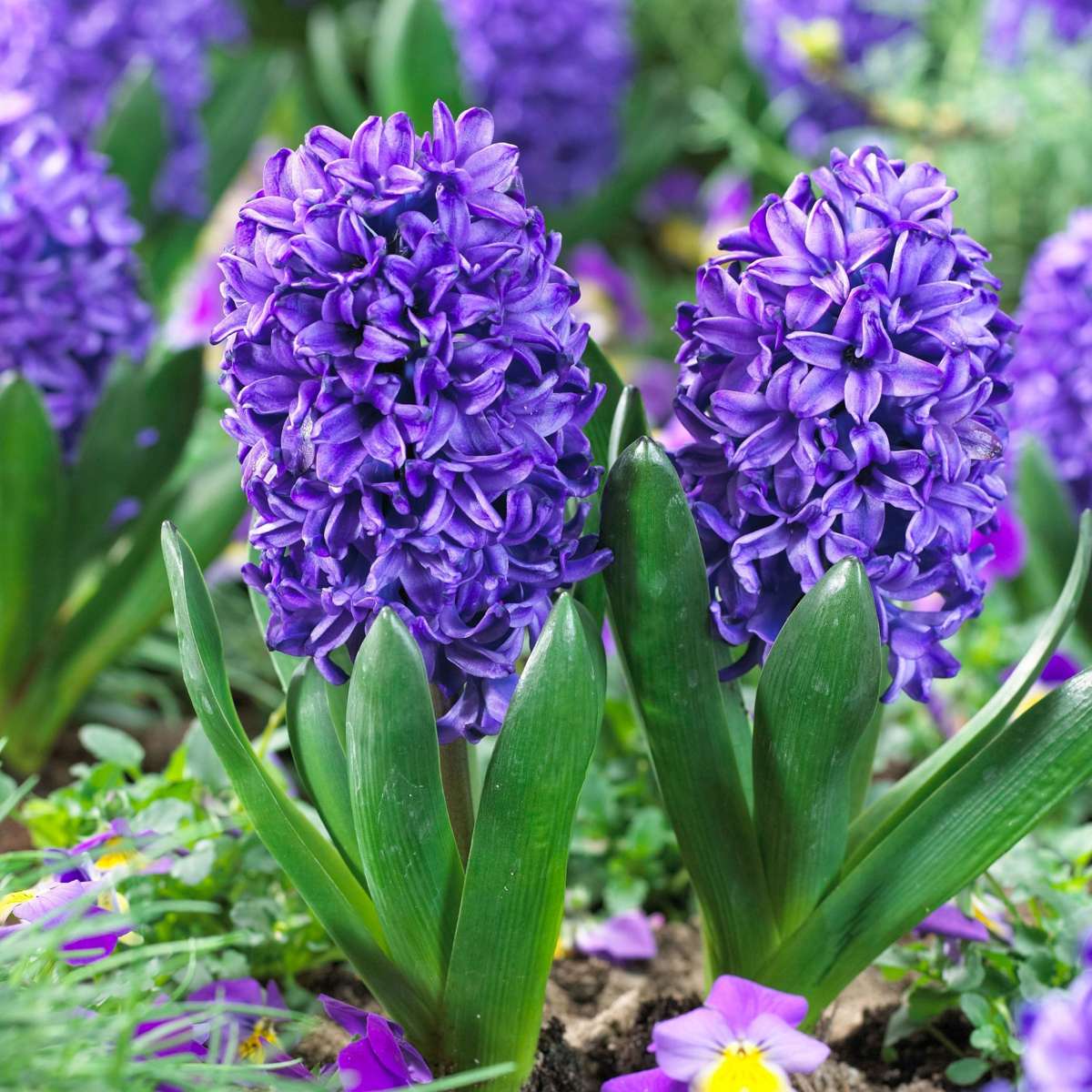 Hyacinth Hyazinthenzwiebeln - 25 Stk - Hyacinthus 'Blue Trophy' - Blumenzwiebeln - Blau 
