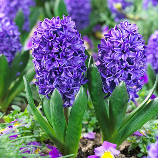 Hyacinth Hyazinthenzwiebeln - 25 Stk - Hyacinthus 'Blue Trophy' - Blumenzwiebeln - Blau 