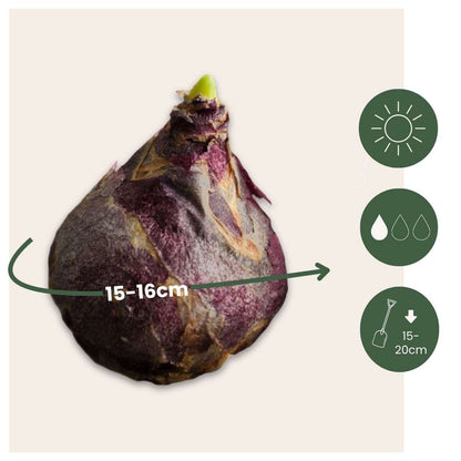 Hyacinth Hyazinthenzwiebeln - 25 Stk - Hyacinthus 'Blue Trophy' - Blumenzwiebeln - Blau 