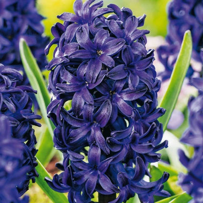 Hyacinth Hyazinthenzwiebeln - 25 Stk - Hyacinthus 'Blue Trophy' - Blumenzwiebeln - Blau 