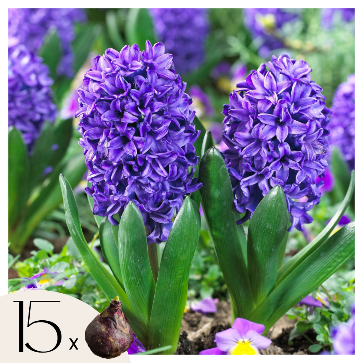 Hyacinth Hyazinthenzwiebeln - 15 Stk - Hyacinthus 'Blue Trophy' - Blumenzwiebeln - Blau 
