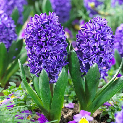 Hyacinth Hyazinthenzwiebeln - 15 Stk - Hyacinthus 'Blue Trophy' - Blumenzwiebeln - Blau 