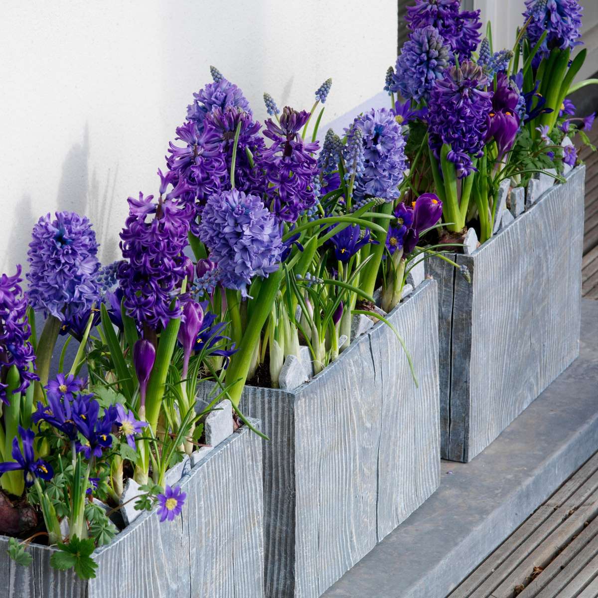 Hyacinth Hyazinthenzwiebeln - 15 Stk - Hyacinthus 'Blue Trophy' - Blumenzwiebeln - Blau 