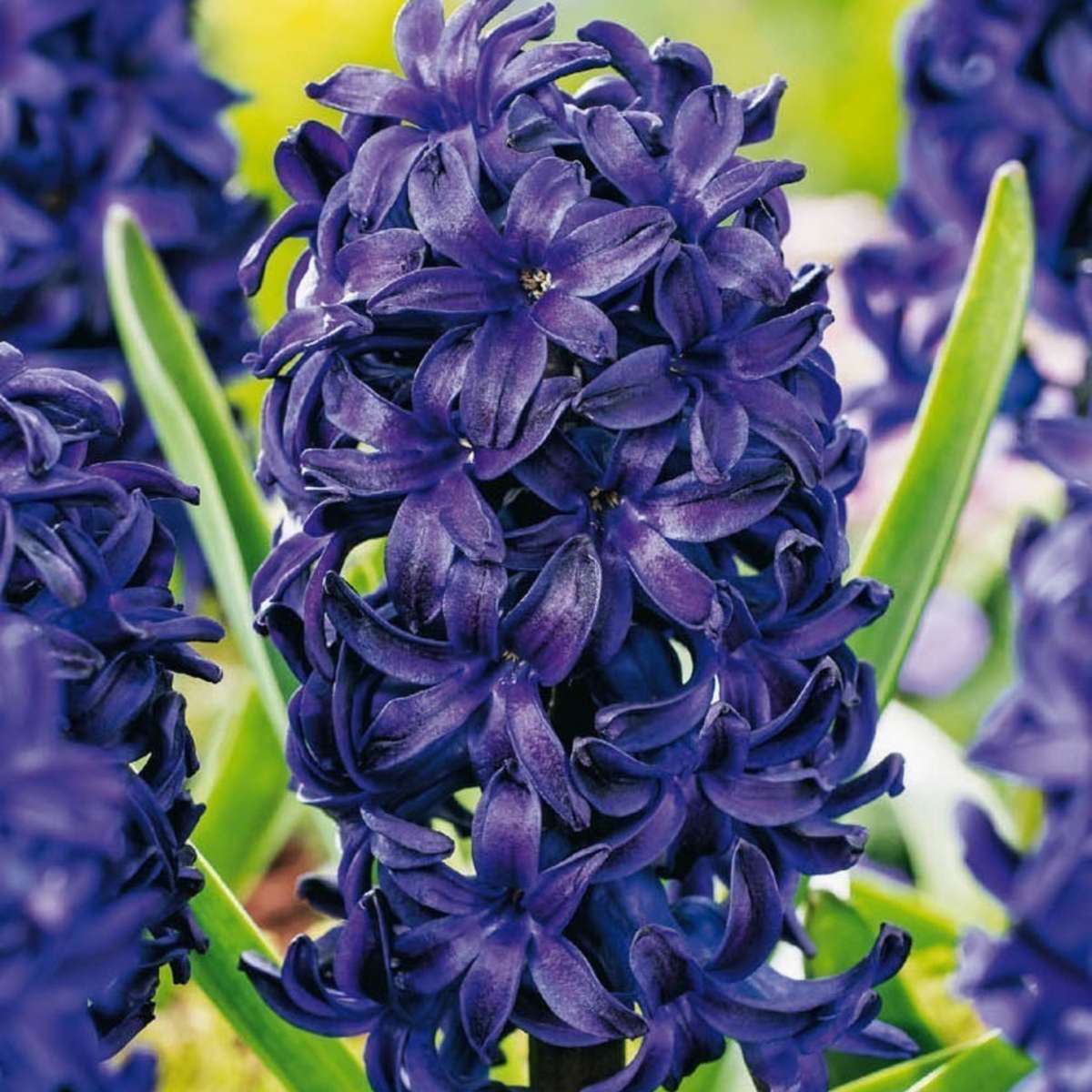 Hyacinth Hyazinthenzwiebeln - 15 Stk - Hyacinthus 'Blue Trophy' - Blumenzwiebeln - Blau 