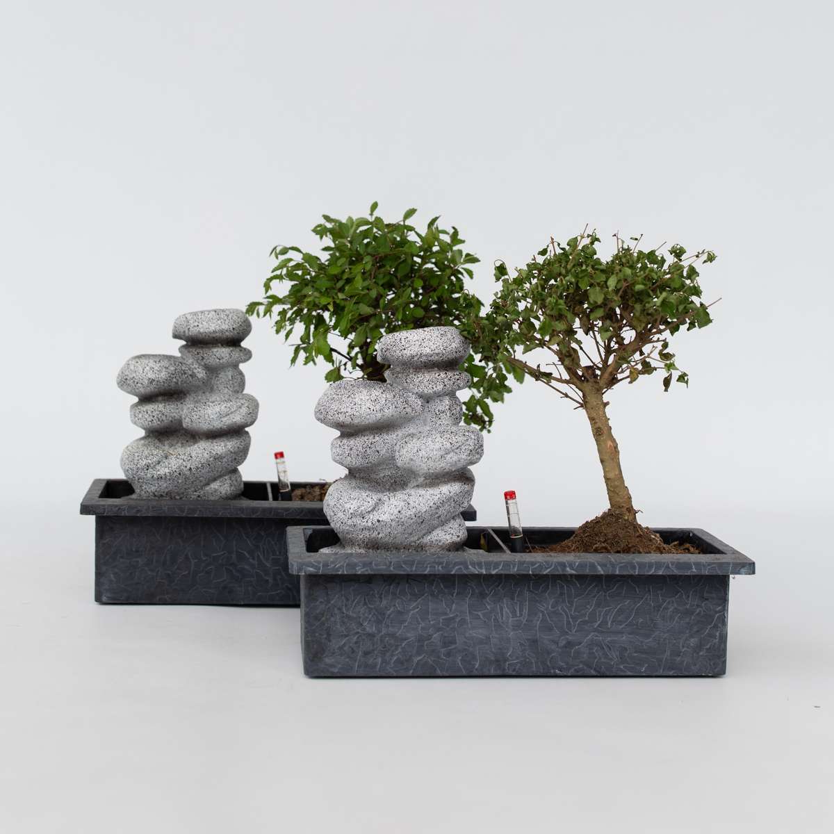 Other Green Houseplants Bonsaibaume - 2 Stk - Bonsai - Höhe 25-35Cm - ⌀29Cm 
