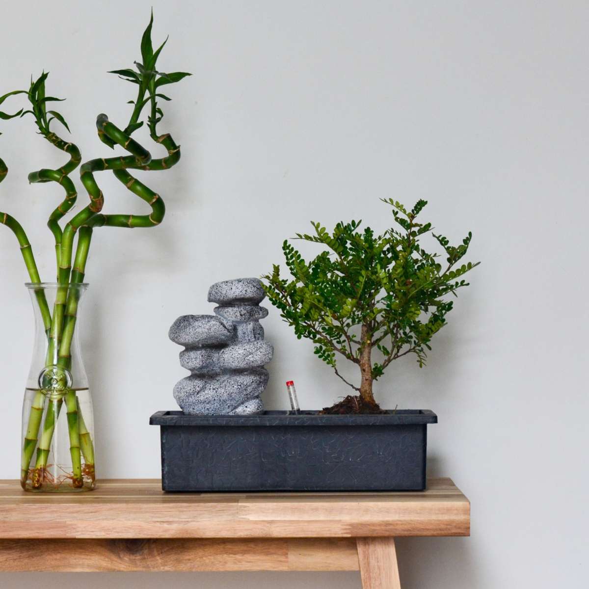 Other Green Houseplants Bonsaibaume - 2 Stk - Bonsai - Höhe 25-35Cm - ⌀29Cm 