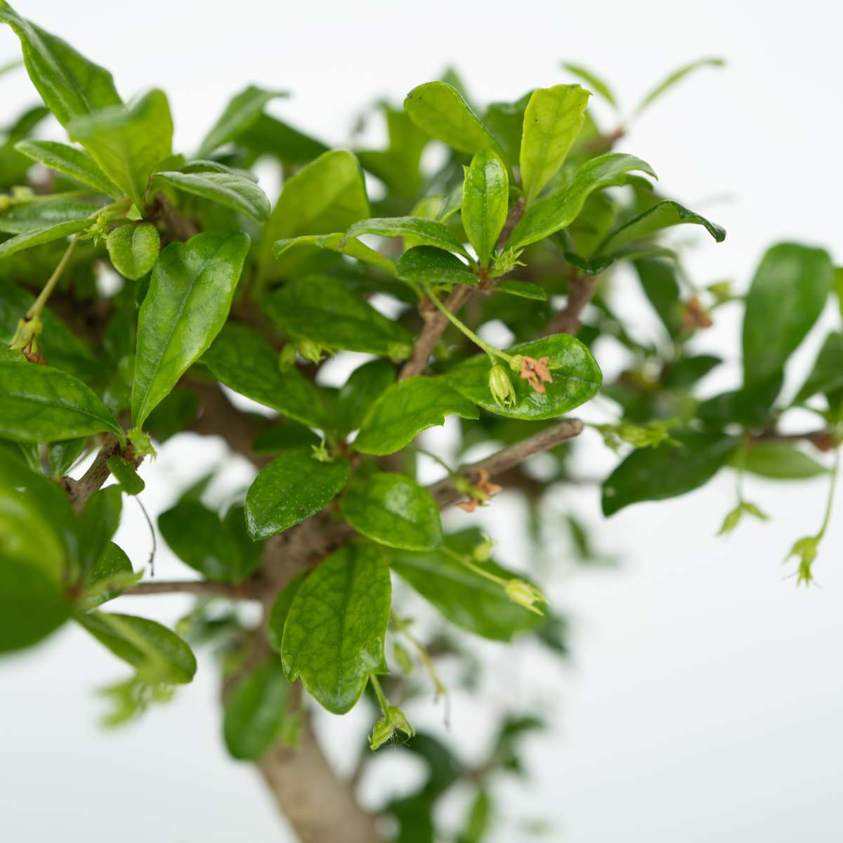 Other Green Houseplants Bonsaibaume - 2 Stk - Bonsai - Höhe 25-35Cm - ⌀29Cm 