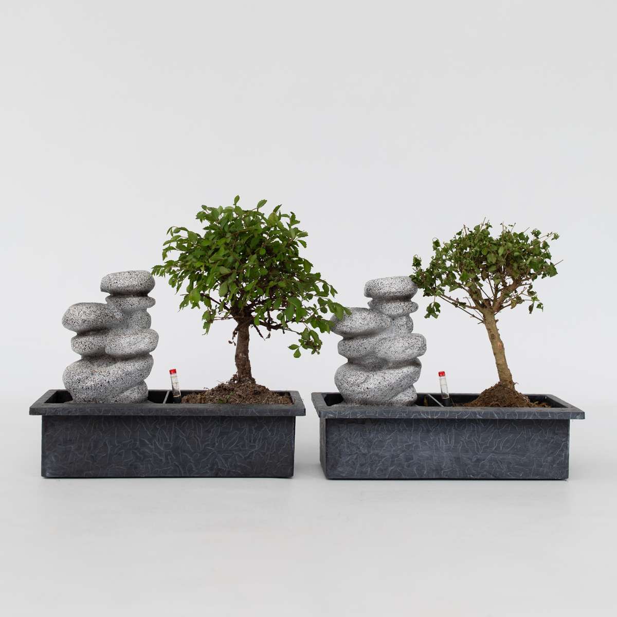 Other Green Houseplants Bonsaibaume - 2 Stk - Bonsai - Höhe 25-35Cm - ⌀29Cm 