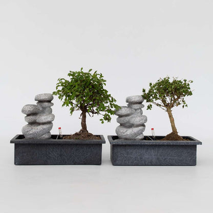 Other Green Houseplants Bonsaibaume - 2 Stk - Bonsai - Höhe 25-35Cm - ⌀29Cm 