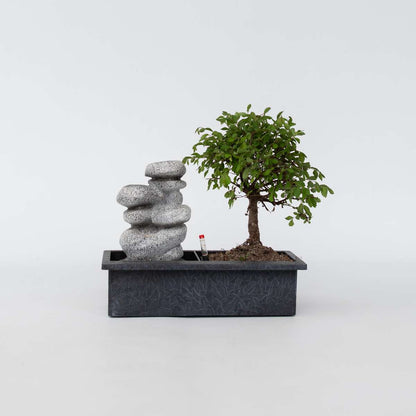 Bonsaibaume - Bonsai - Höhe 25-35Cm - ⌀29Cm 